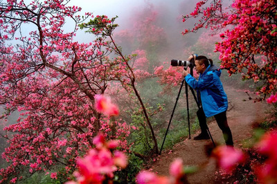 吴家店举办的映山红摄影大赛获奖作品与作者名单出炉
