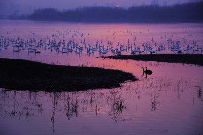 第二届三门峡白天鹅。野生动物国际摄影大赛 梳妆
