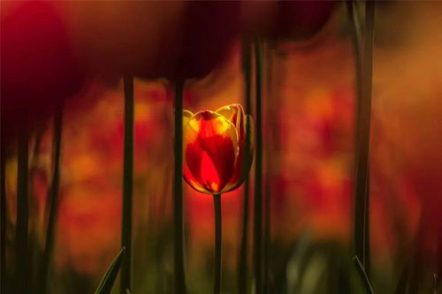 大美中国 全国摄影大赛投稿精品欣赏 刘鲁斌